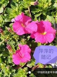 主角是萍萍的